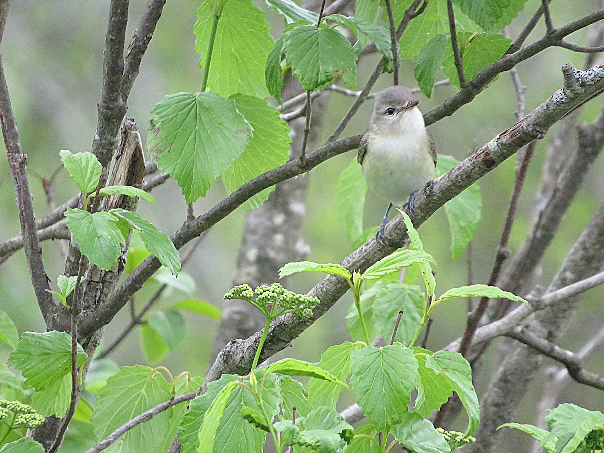 Warbling Vireo - ML619696648