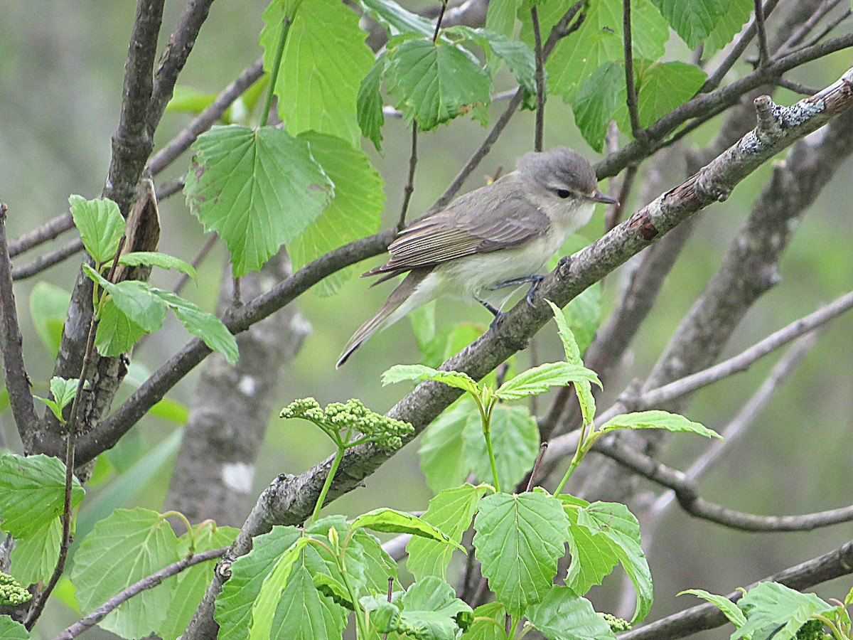 Warbling Vireo - ML619696650