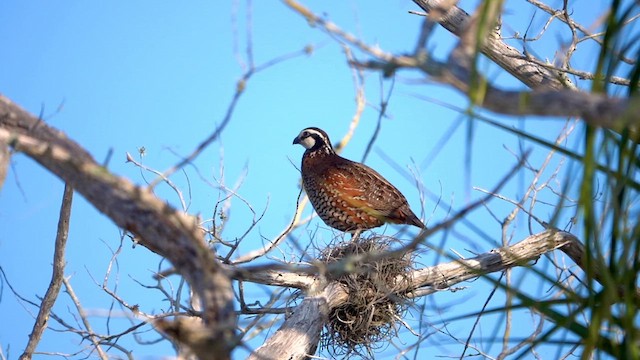 Northern Bobwhite - ML619696655