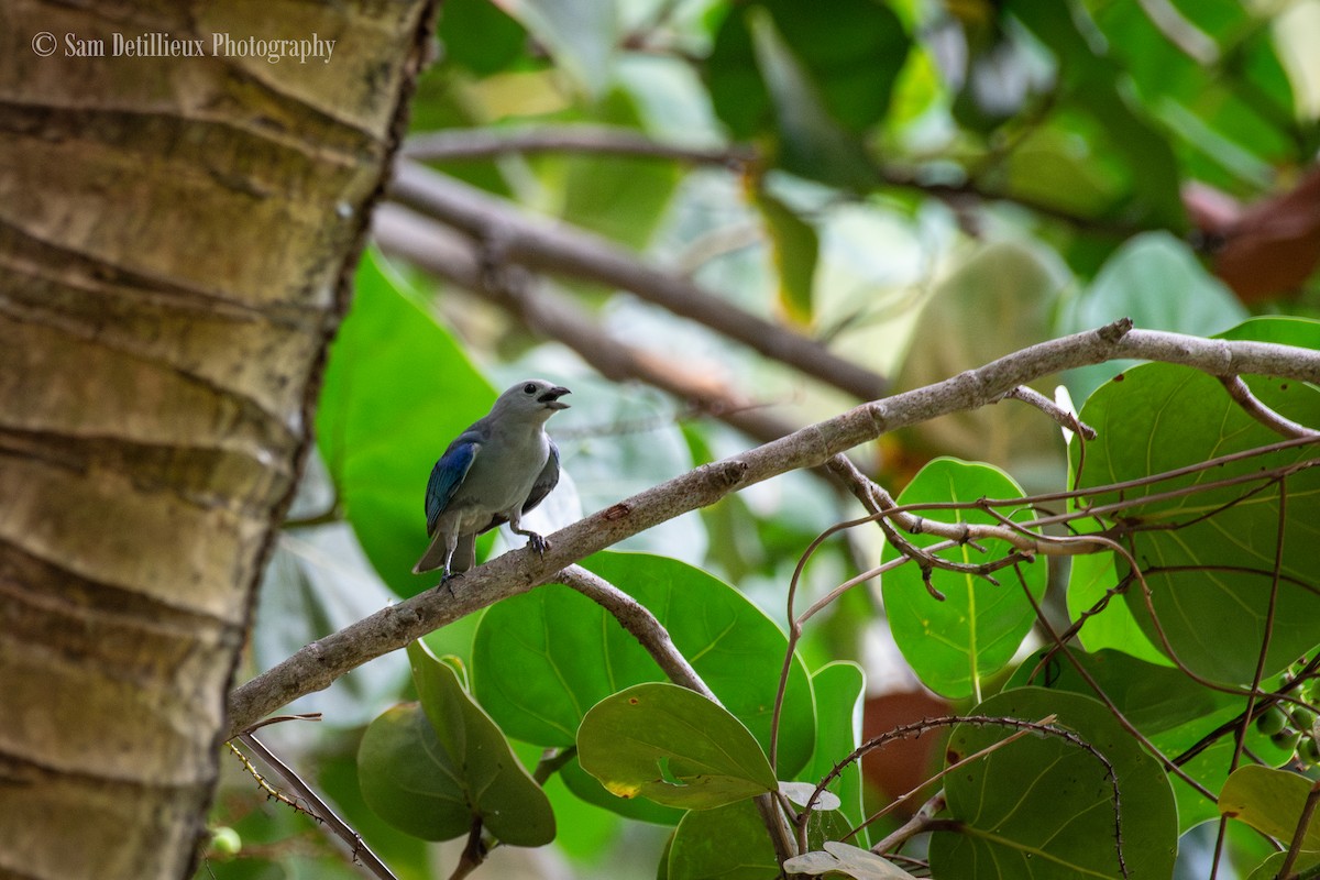 Blue-gray Tanager - ML619696656