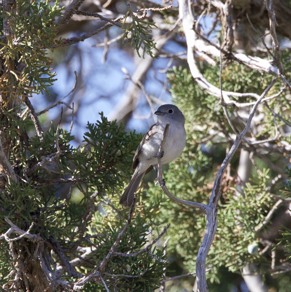 Gray Vireo - Benjamin Zerante