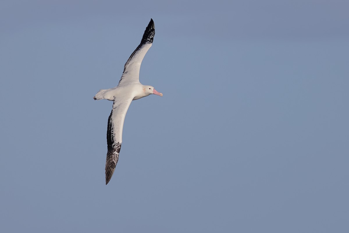 albatros stěhovavý - ML619696669