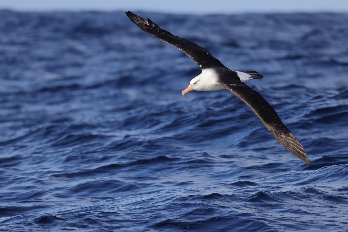 Schwarzbrauenalbatros (Campbellalbatros) - ML619696677