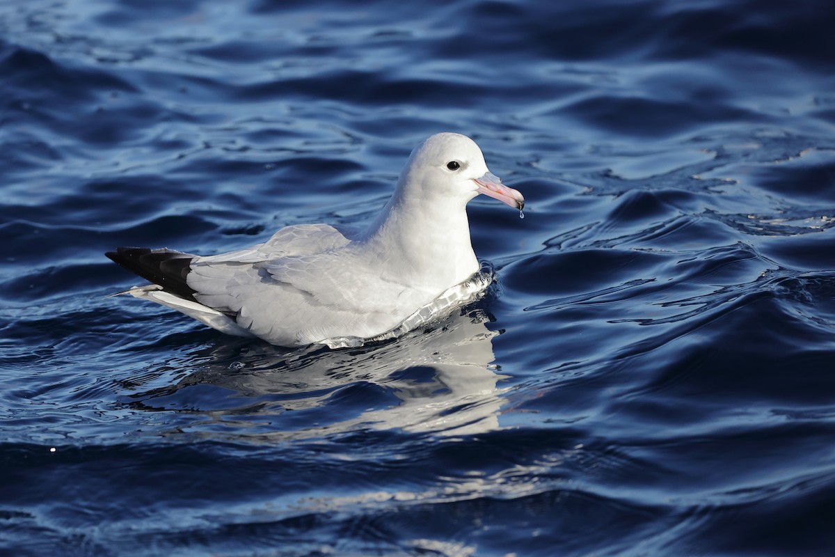 Southern Fulmar - ML619696687