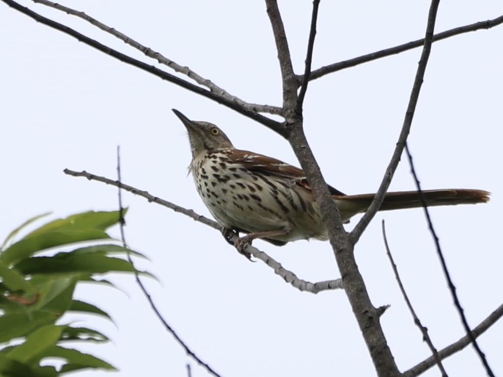 Brown Thrasher - ML619696691