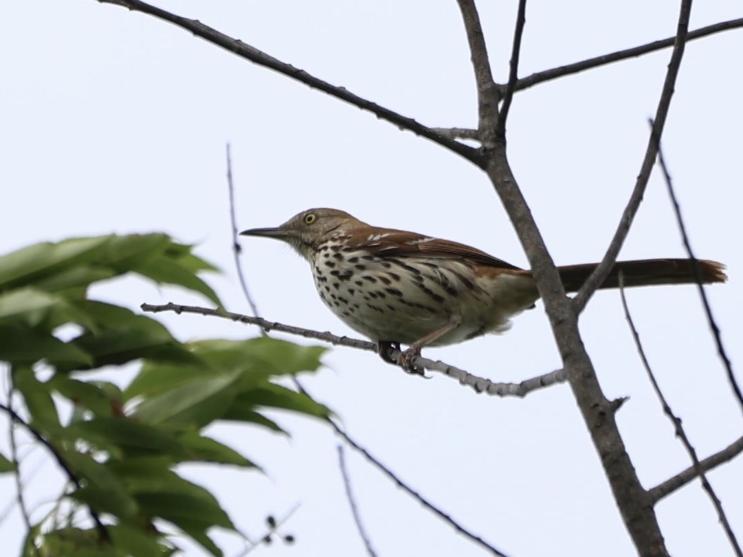 Brown Thrasher - ML619696693