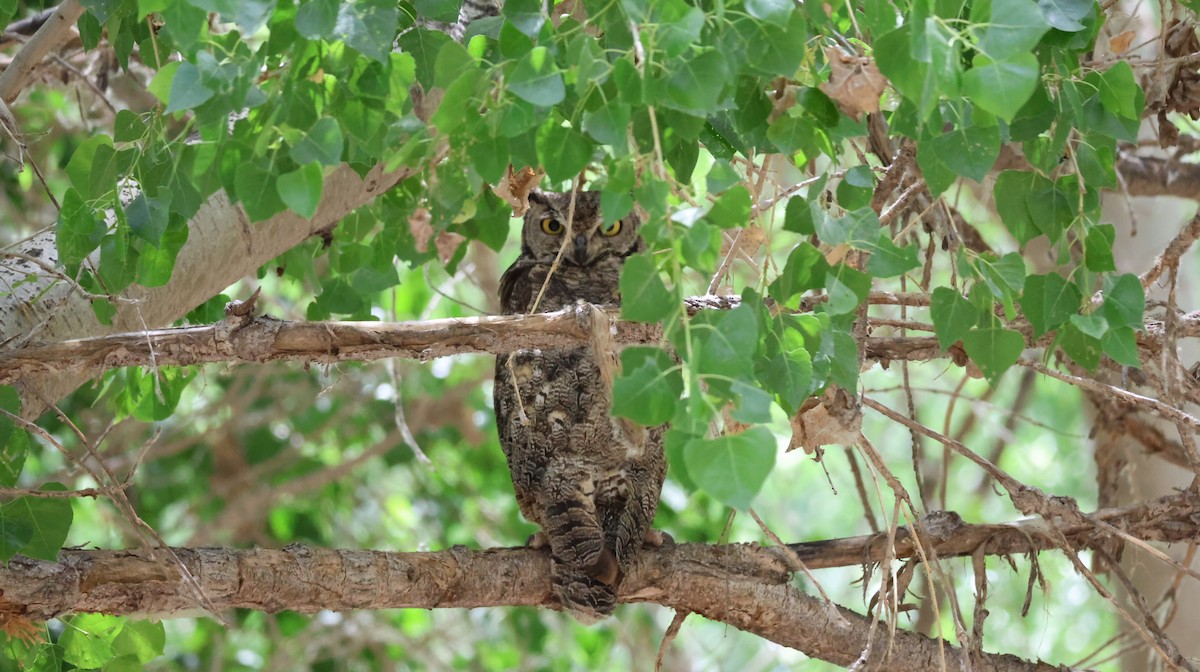 Great Horned Owl - ML619696695