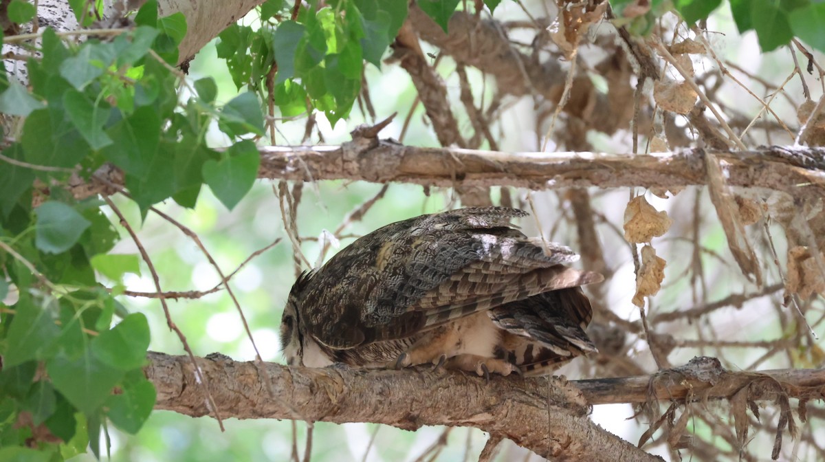 Great Horned Owl - ML619696696