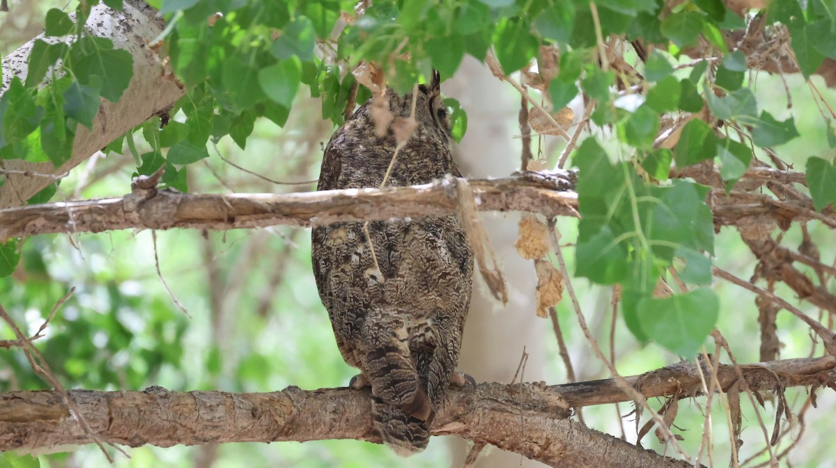 Great Horned Owl - ML619696697