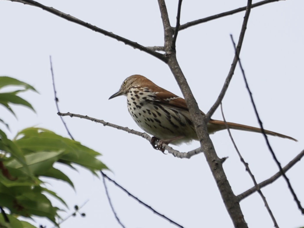 Brown Thrasher - ML619696698