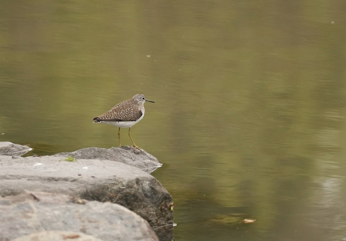 Solitary Sandpiper - ML619696700