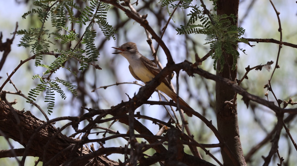 Brown-crested Flycatcher - ML619696707