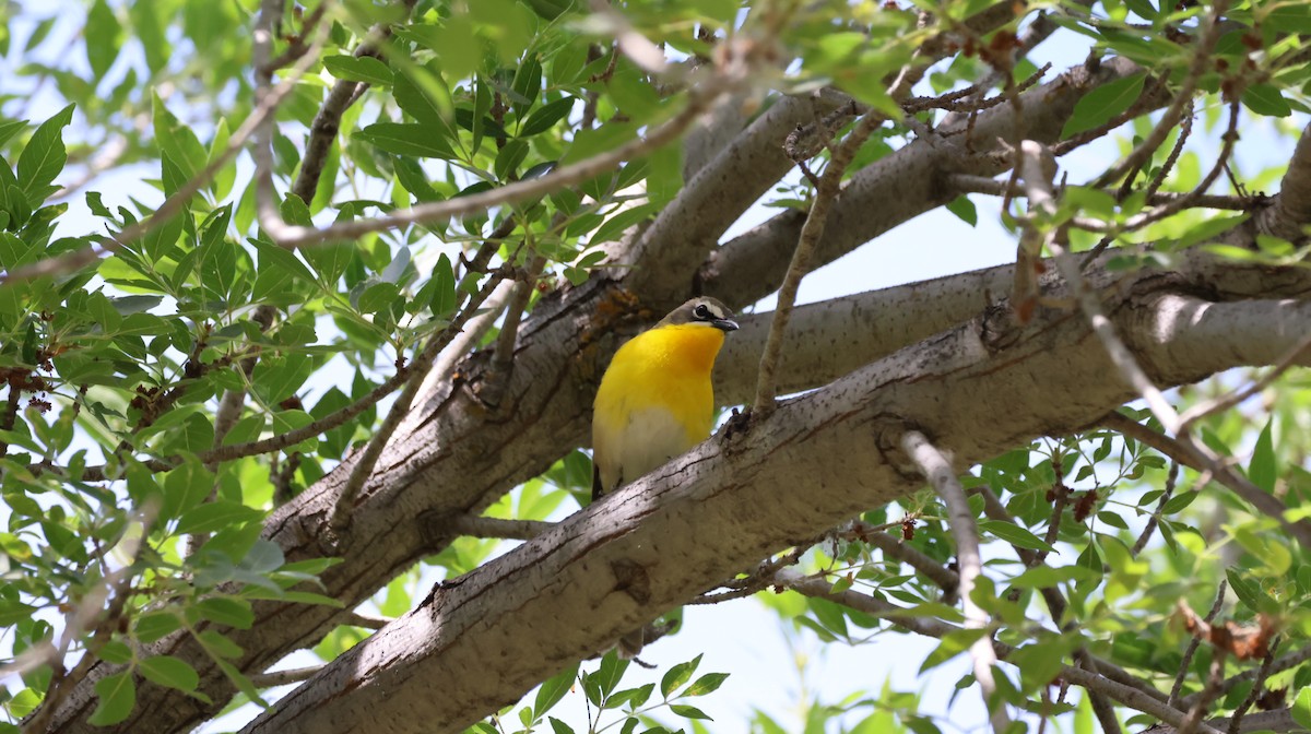 Yellow-breasted Chat - ML619696717