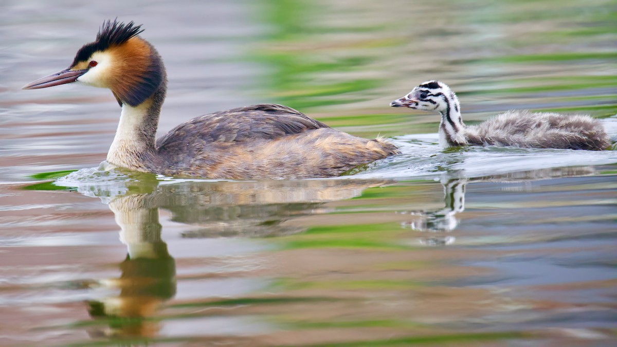 Great Crested Grebe - ML619696738