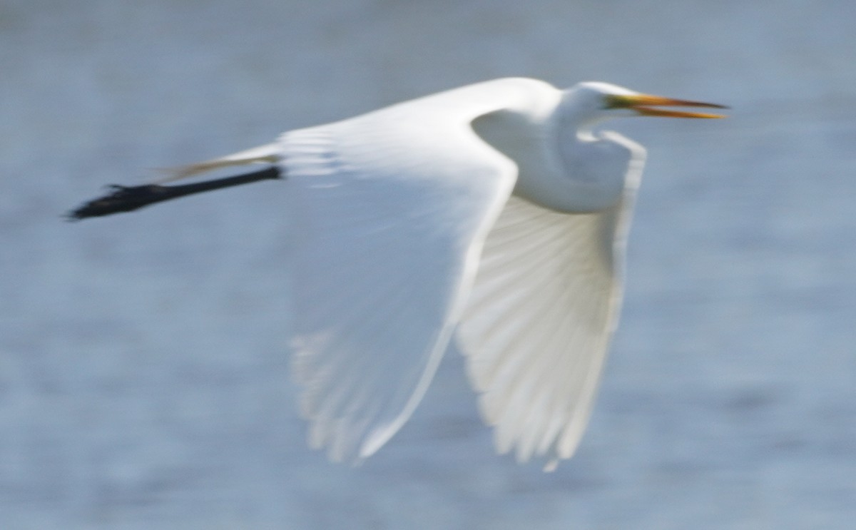 Great Egret - ML619696760