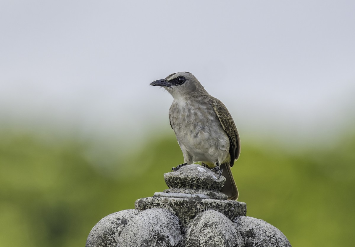 Yellow-vented Bulbul - ML619696764