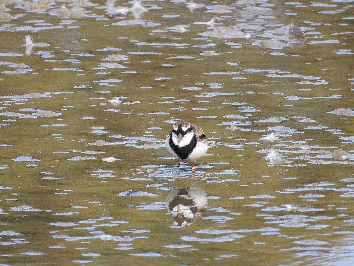 Red-kneed Dotterel - ML619696826