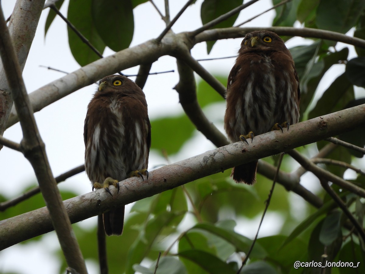 Ferruginous Pygmy-Owl - ML619696827