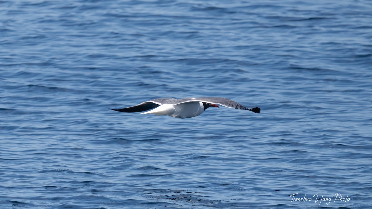 Laughing Gull - ML619696829