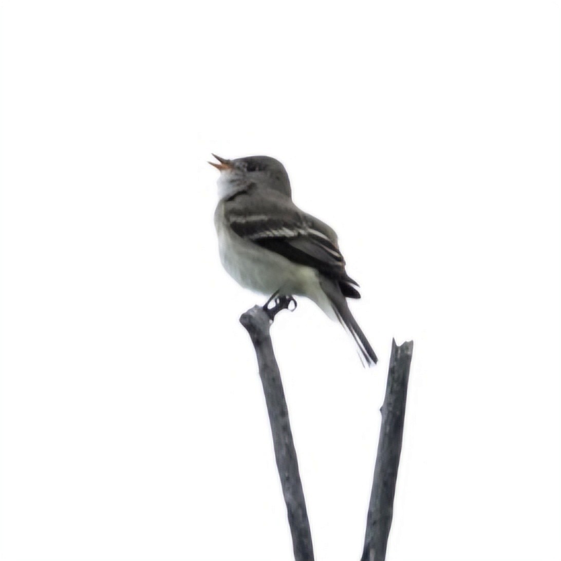 Alder Flycatcher - ML619696830