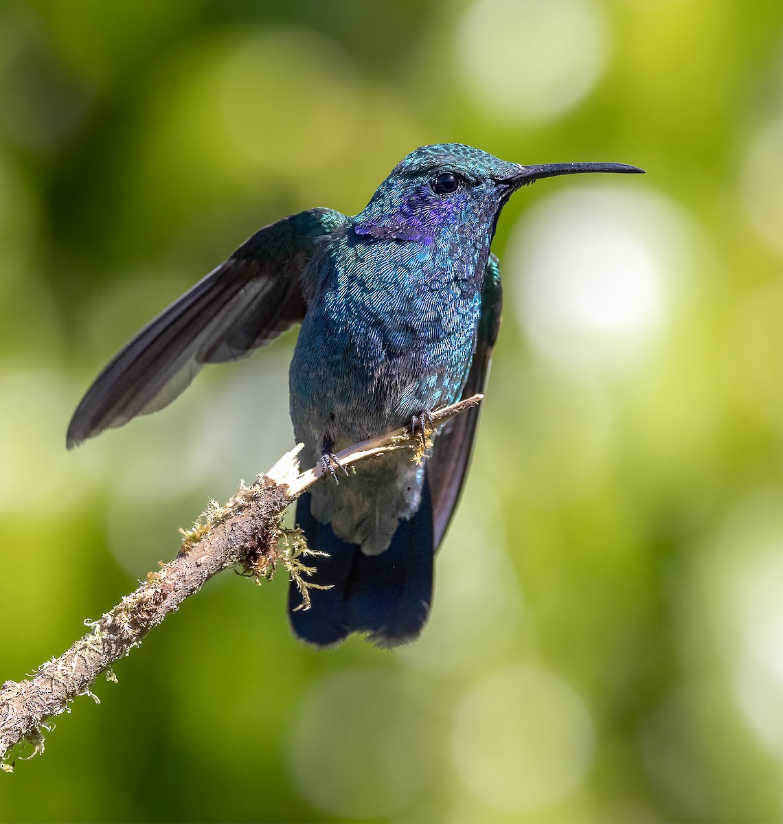 kolibřík modrouchý - ML619696836