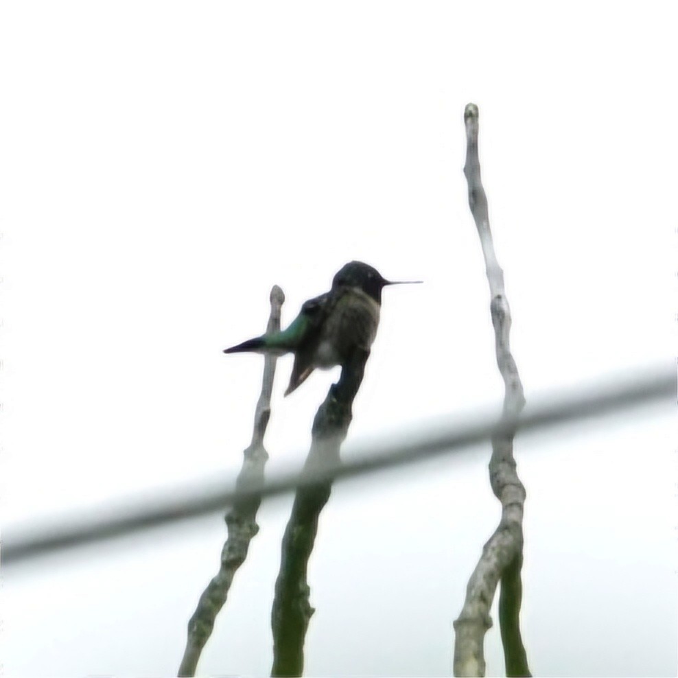 Ruby-throated Hummingbird - ML619696845