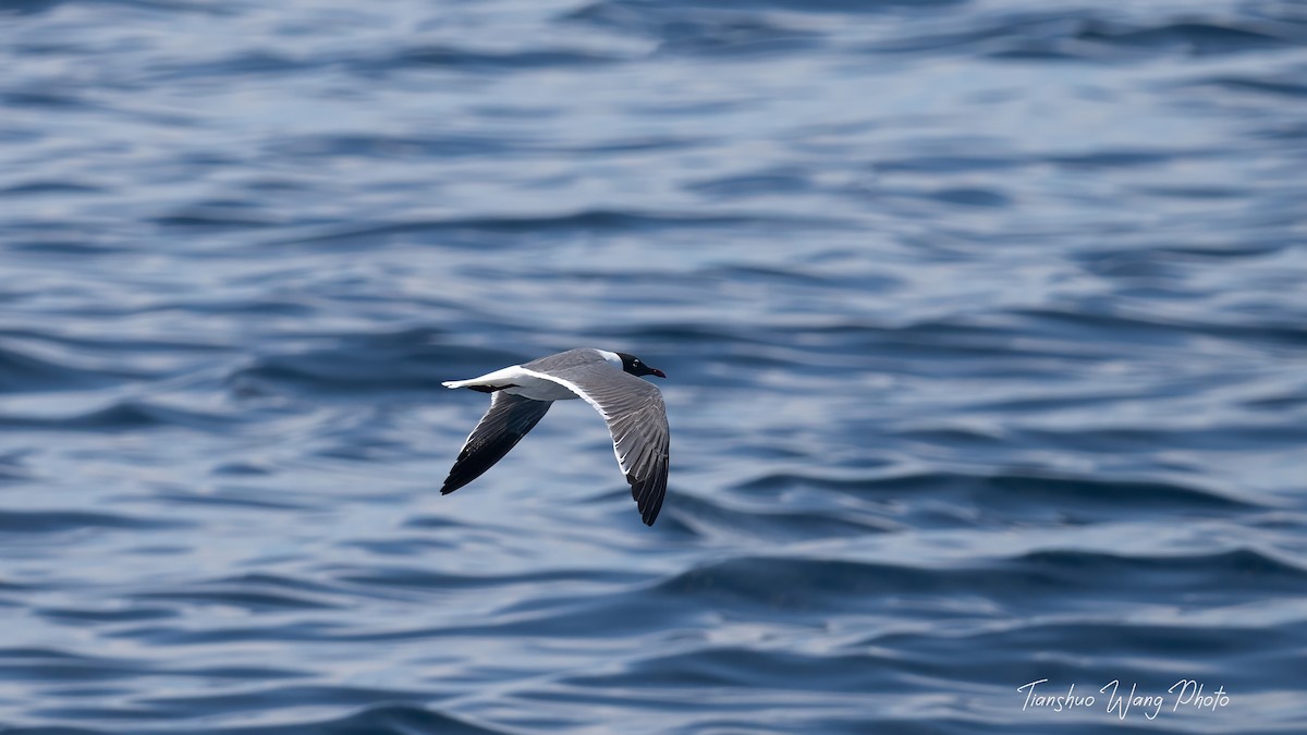 Laughing Gull - ML619696855