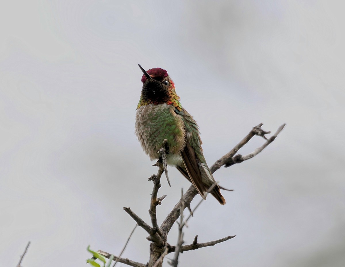 Anna's Hummingbird - ML619696867