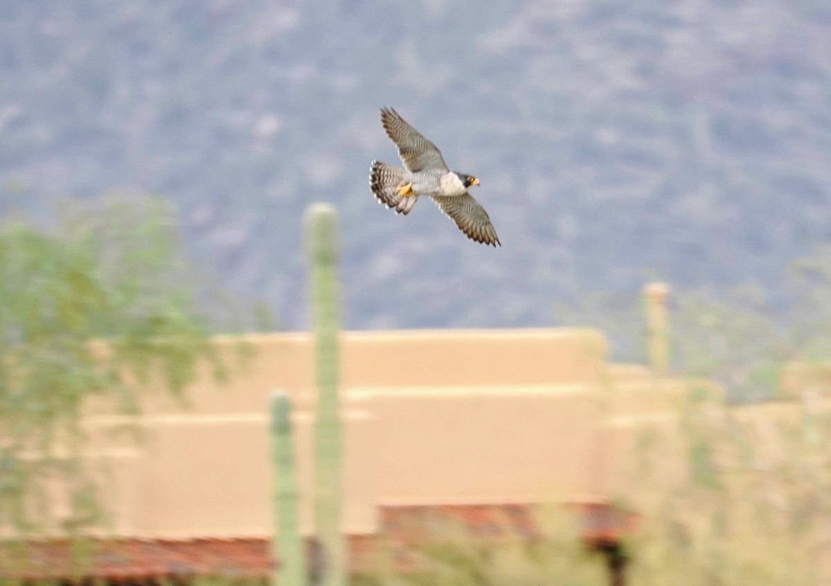 Peregrine Falcon - ML619696875