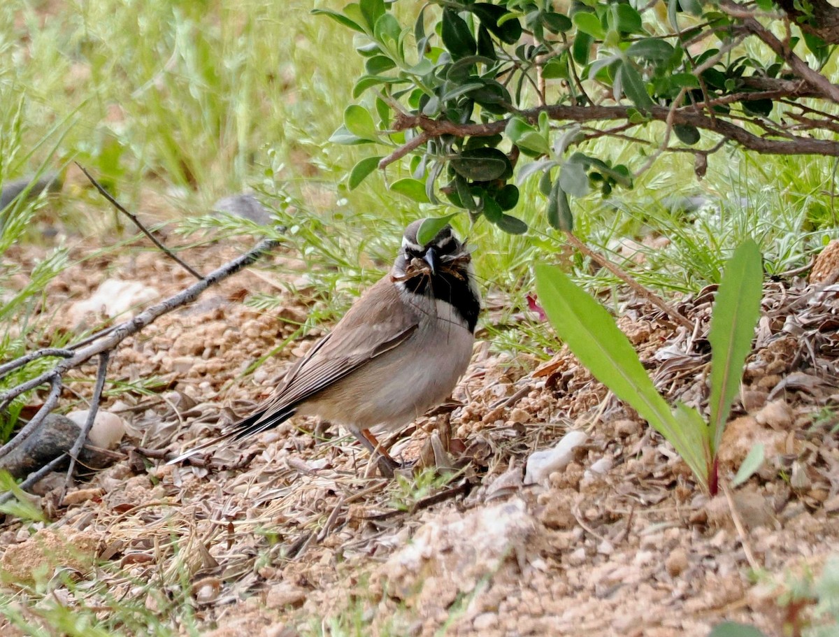 Black-throated Sparrow - ML619696880