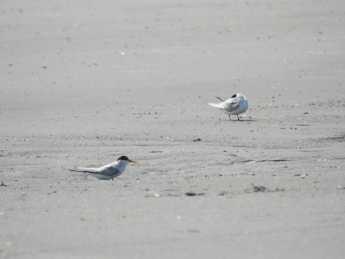 Least Tern - Kevin Rohling