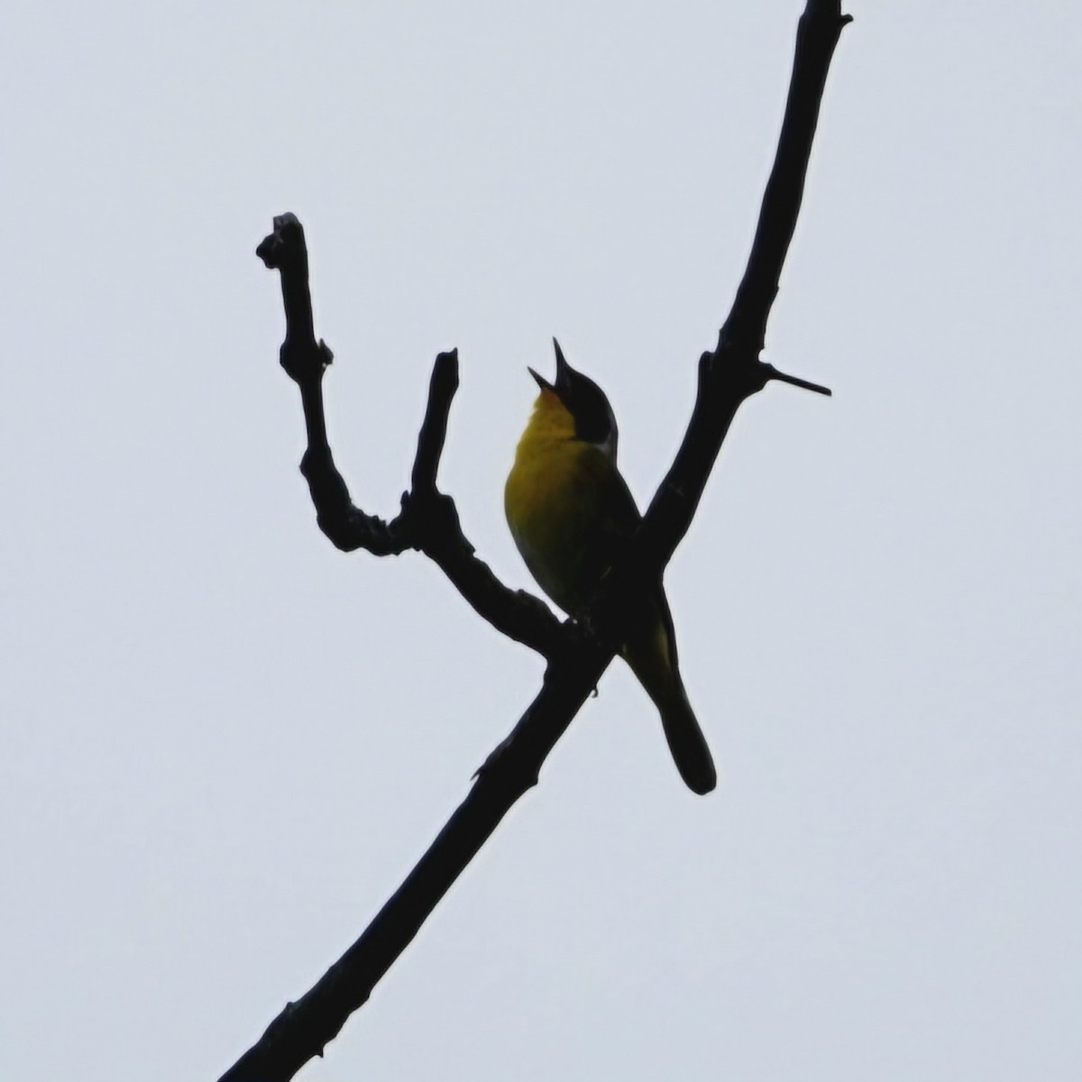 Common Yellowthroat - S Rama Chandran