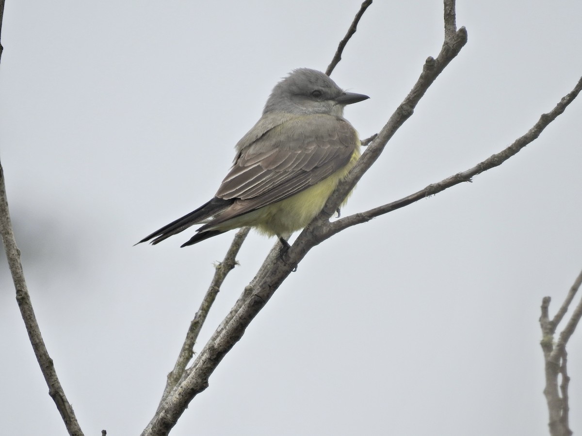 Western Kingbird - ML619696927