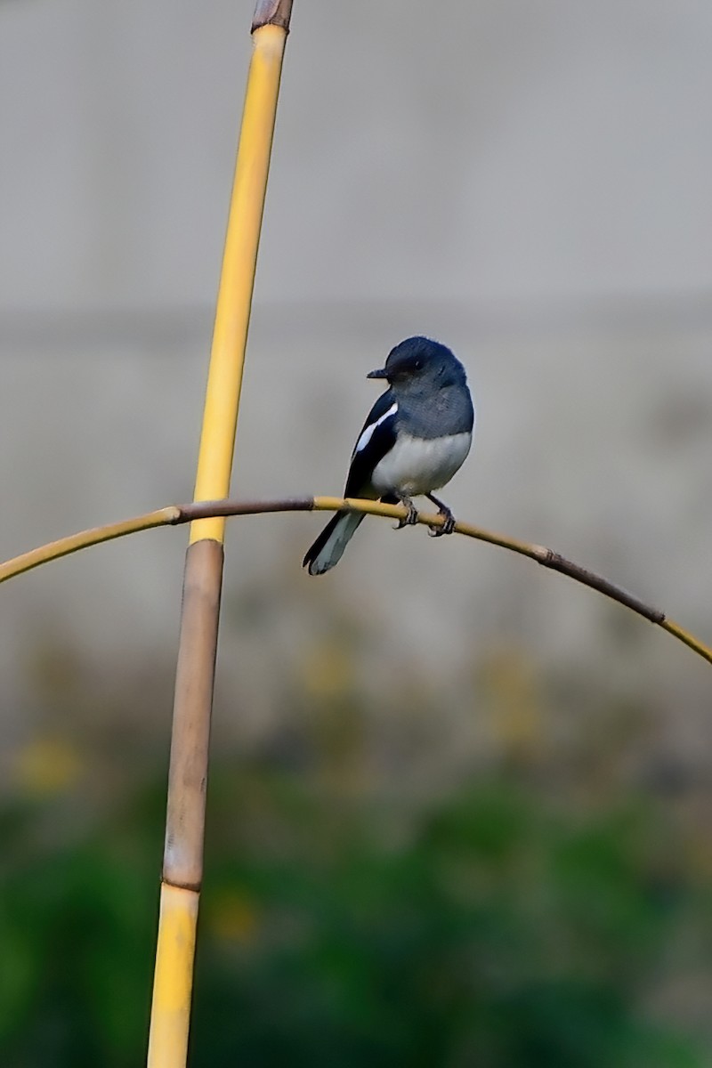 Oriental Magpie-Robin - ML619696931