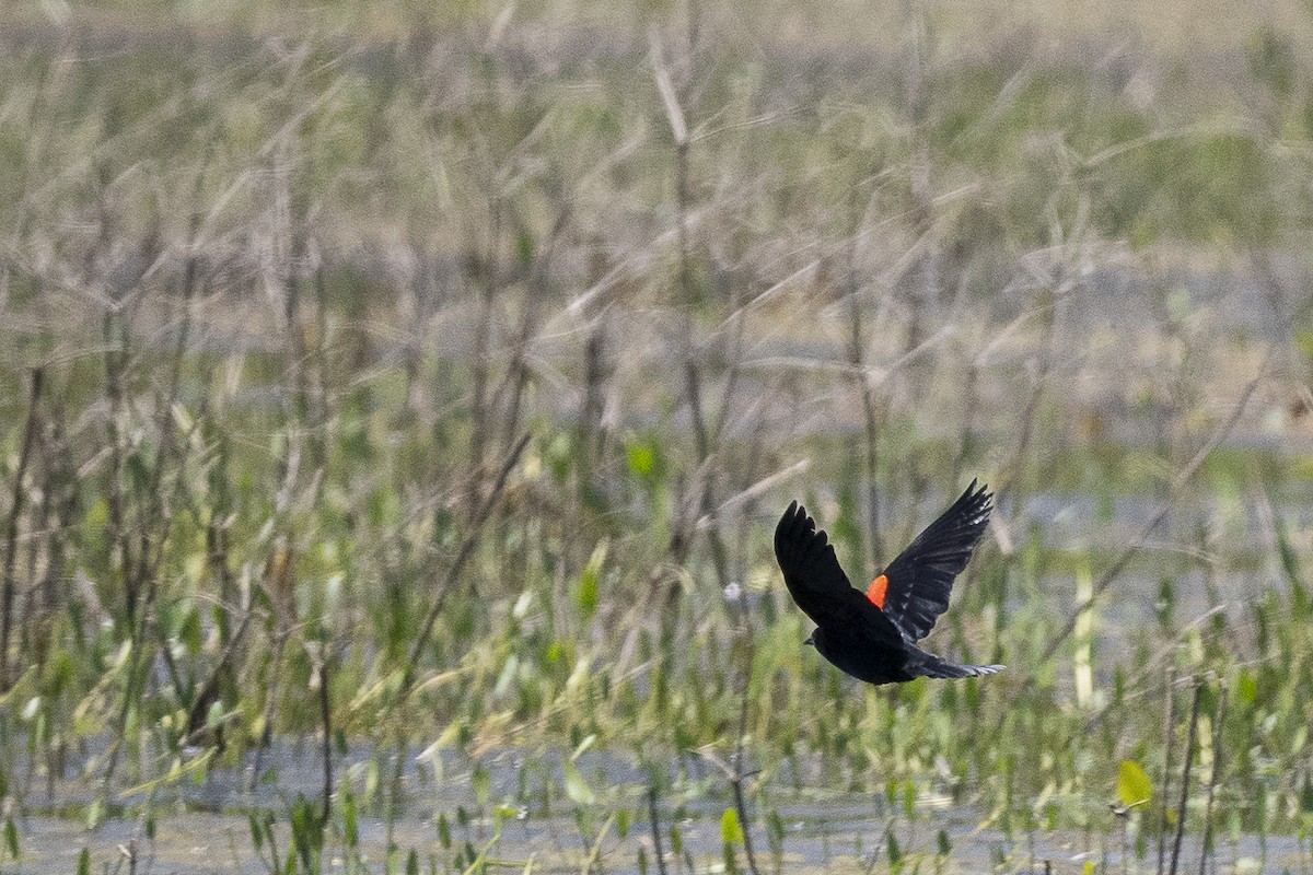 Red-winged Blackbird - ML619696933