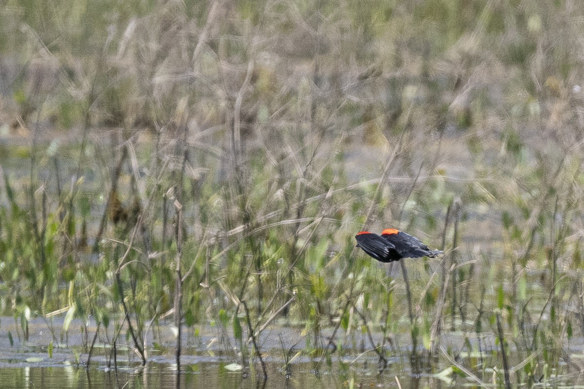 Red-winged Blackbird - ML619696934