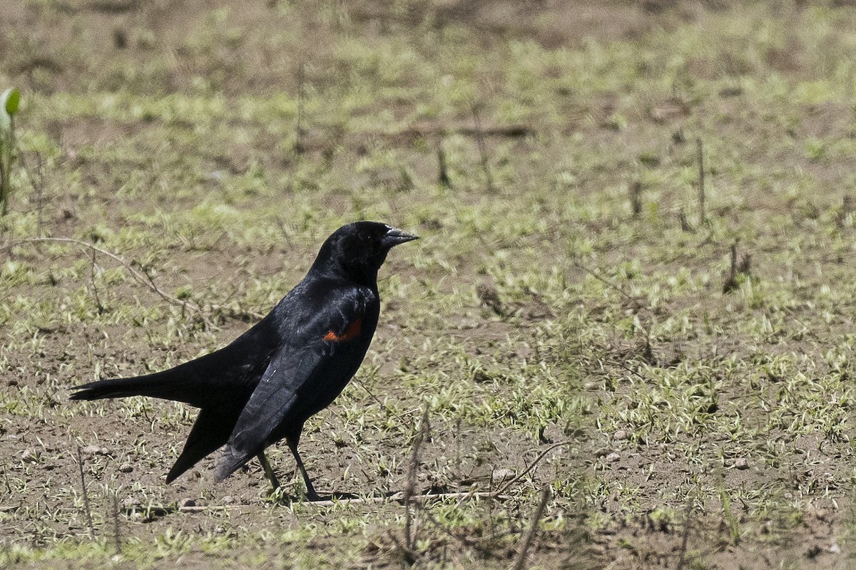 Red-winged Blackbird - ML619696935