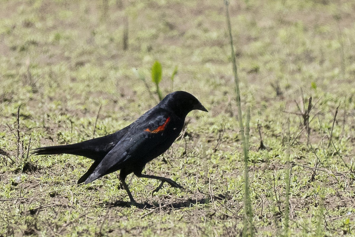Red-winged Blackbird - ML619696936