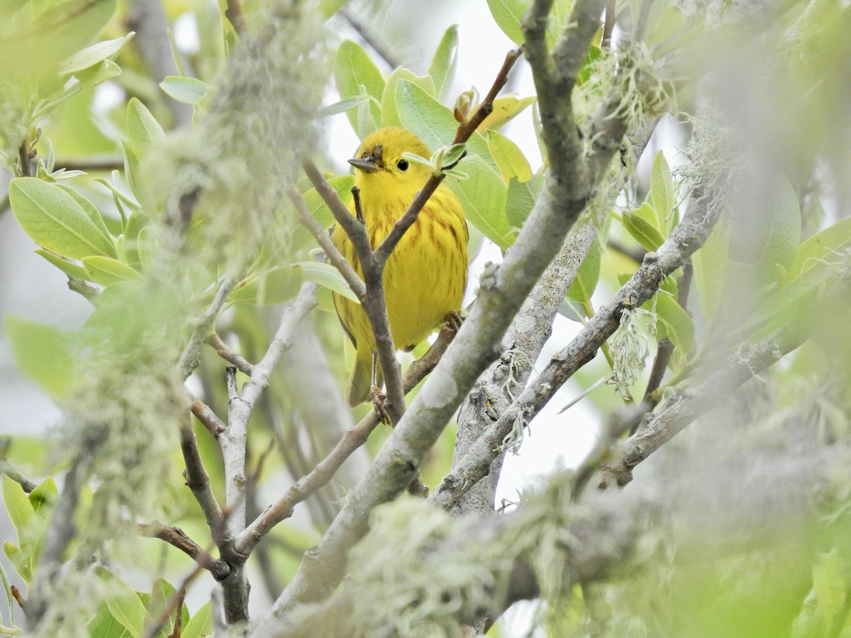 Yellow Warbler - ML619696950