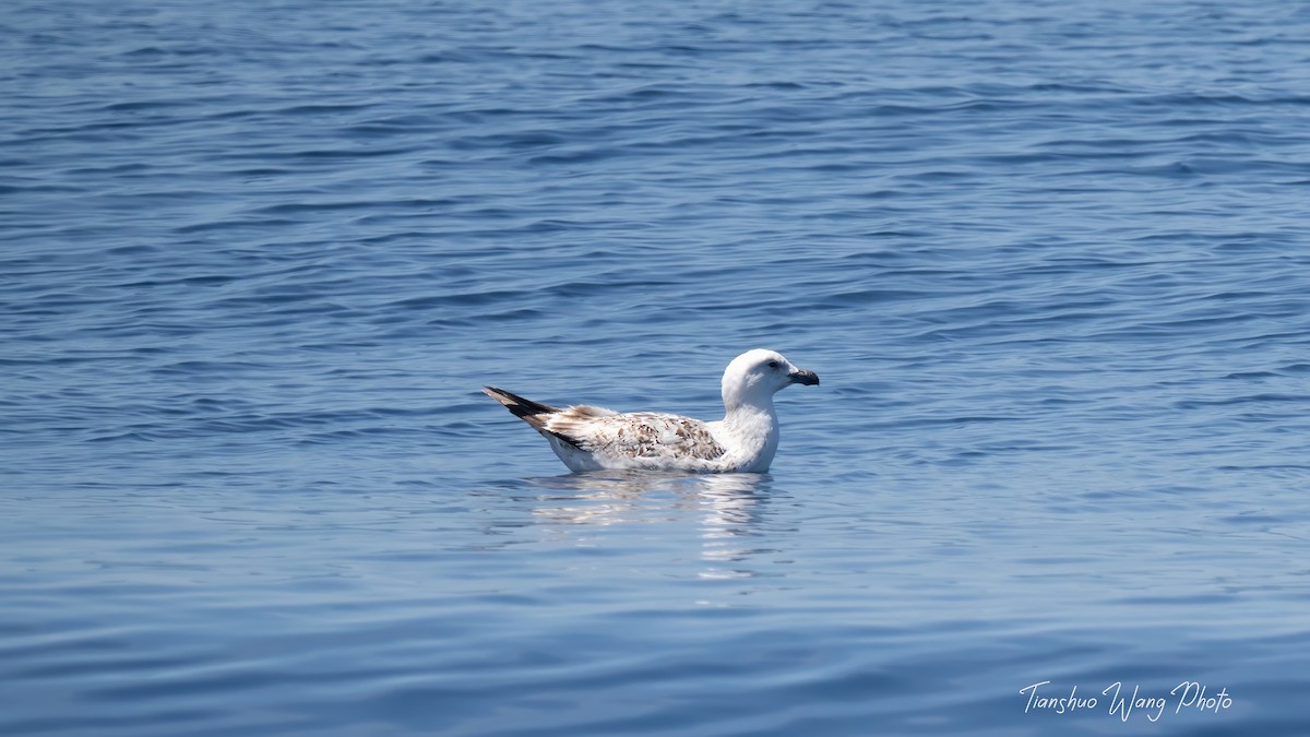 Great Black-backed Gull - ML619696957