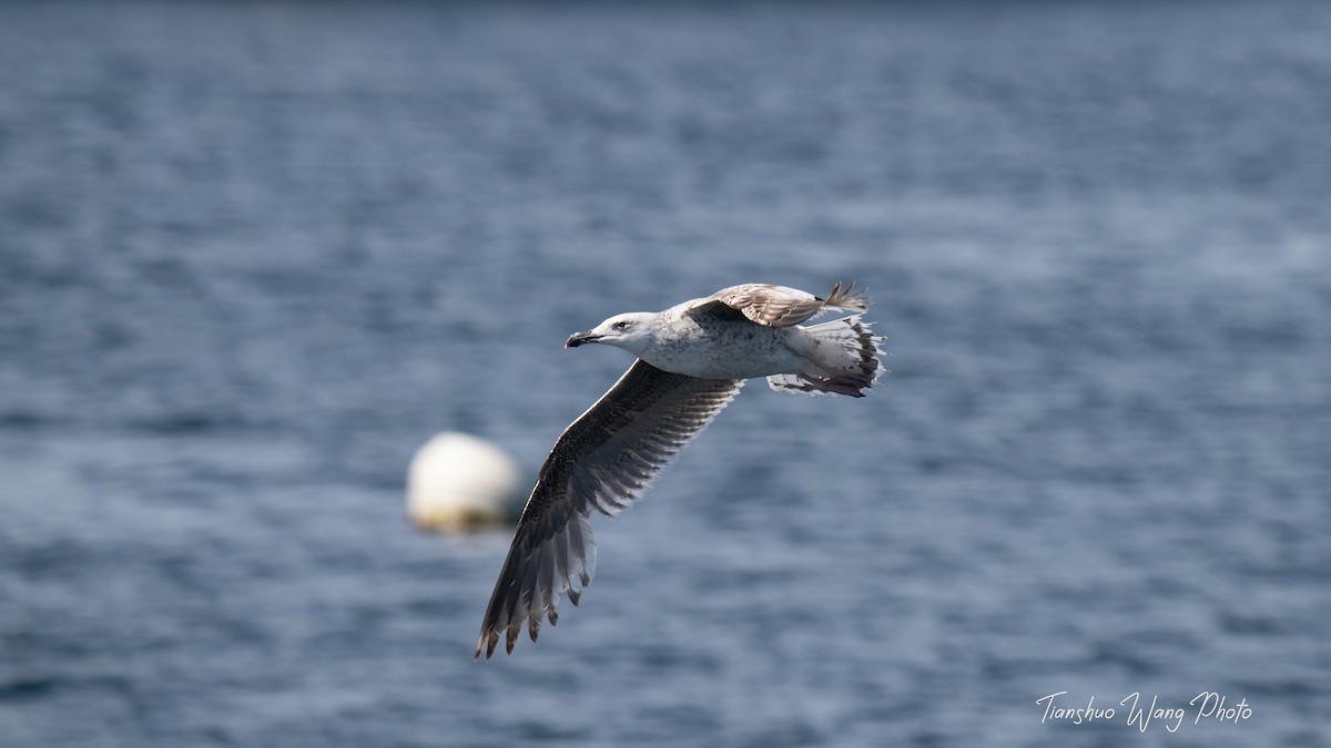 Great Black-backed Gull - ML619696958