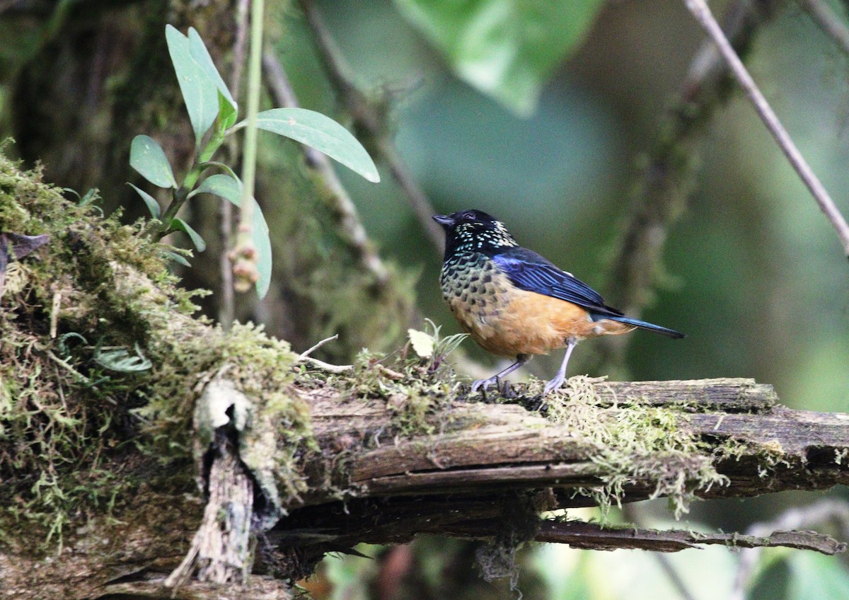 Spangle-cheeked Tanager - ML619696975