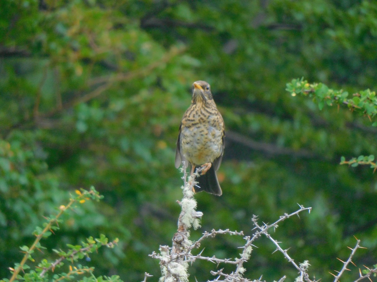 Austral Thrush - ML619696979