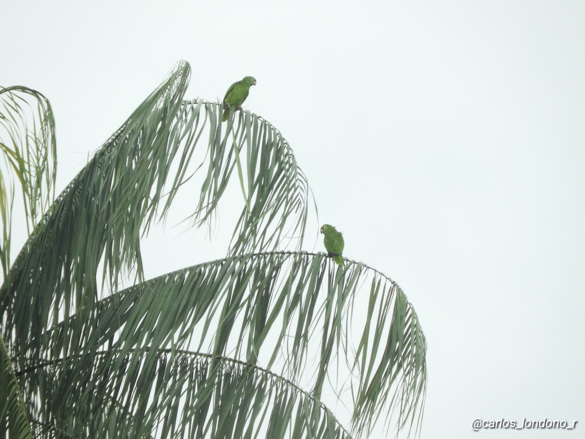 Yellow-crowned Parrot - ML619696989