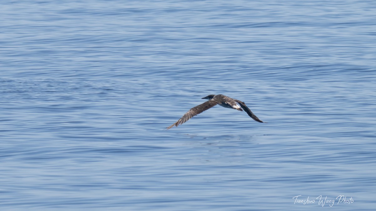 Northern Gannet - ML619696994