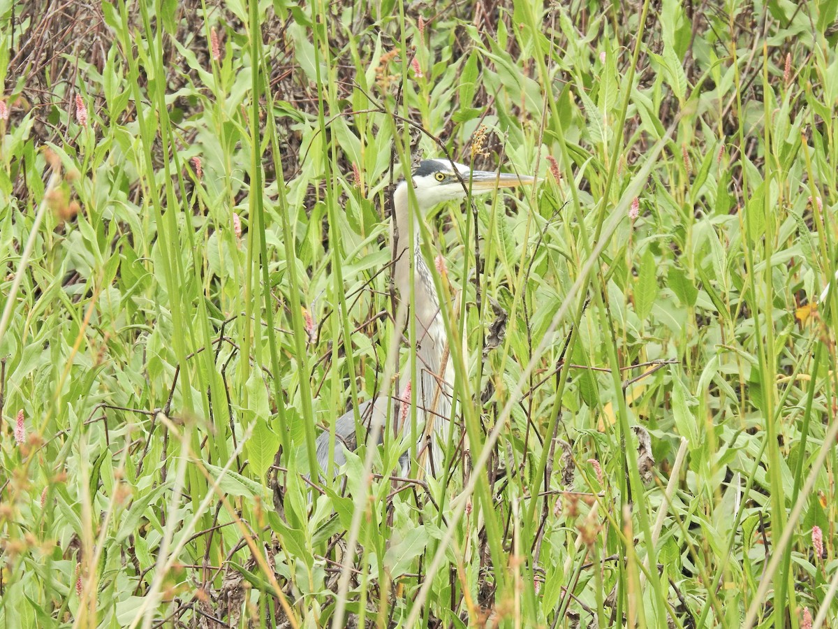 Great Blue Heron (Great Blue) - ML619697007