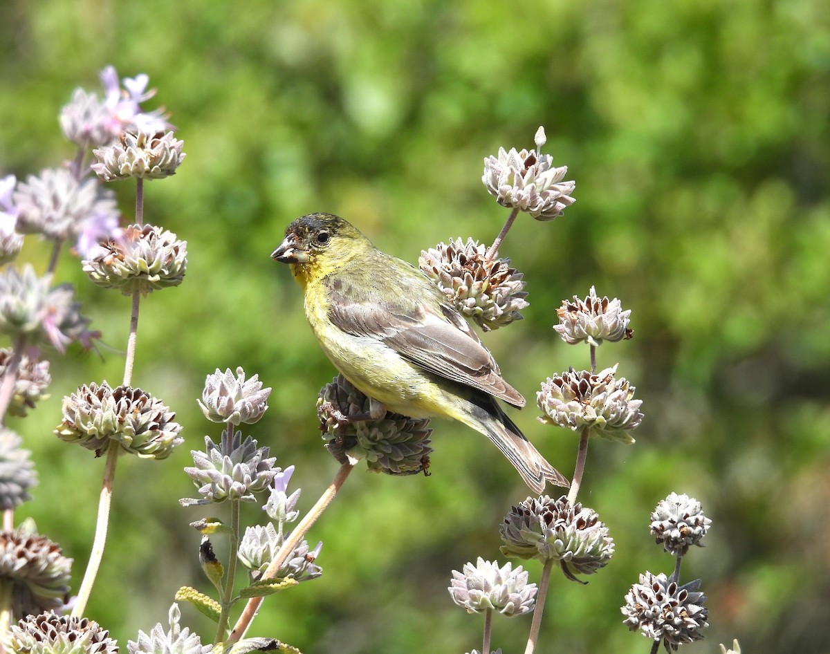 Lesser Goldfinch - ML619697032