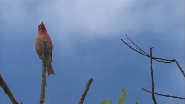 Purple Finch (Western) - ML619697043