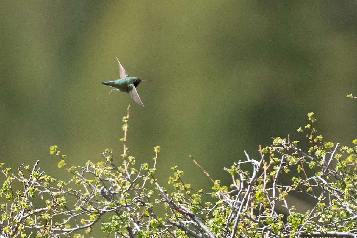 Geniş Kuyruklu Kolibri - ML619697044