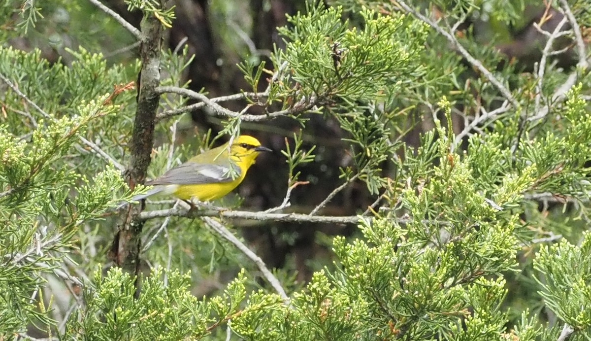 Blue-winged Warbler - ML619697061